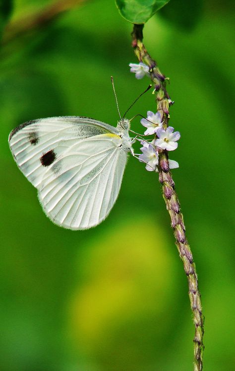 This is a Cabbage White. Thanks to Espion for the name of the Butterfly. Angel Butterfly, Cabbage Butterfly, Butterfly Beautiful, Flying Flowers, Butterflies Flying, Butterfly Kisses, White Bird, White Butterfly, Colorful Butterflies