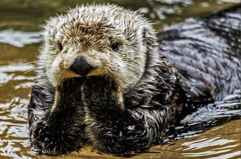 21 Funny Pictures of Otters   #funnyotters #funnyanimals #funnyanimalpics #animals #animalpics Otter Art, Otters Cute, Otter Love, Sea Otters, Sea Otter, Sweet Animals, Funny Animal Pictures, An Animal, Sea Animals