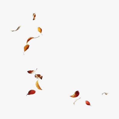 floating leaves,falling leaves,leaves,watercolor leaves,floating,falling,watercolor,leaves clipart Backgrounds Autumn, Autumn Backgrounds, Floating Leaves, Fall Leaves Png, Fall Backgrounds, Autumn Tattoo, Leaves Png, Moodboard Ideas, Leaves Falling