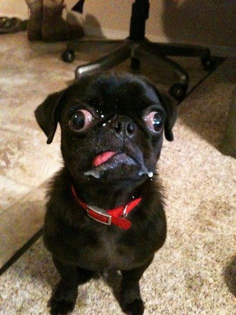 Divertidas Fotos De Animales Haciendo Expresiones Graciosas Crazy Dog Pictures, Goofy Dog, Baby Pugs, Funny Dog Memes, Pug Puppies, Pugs Funny, Funny Dog Pictures, Dog Eyes, Cute Pugs