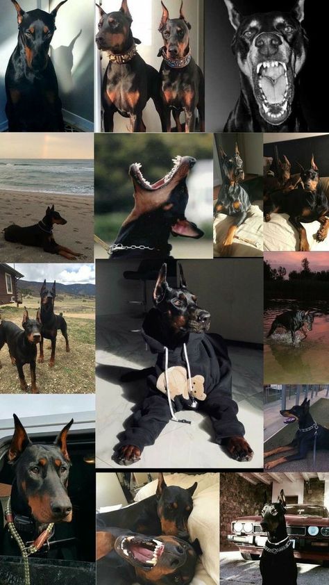 Dogs And People, Pictures Of Dogs, Doberman, Dogs