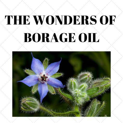 The Wonders of Borage Oil John Masters Organics, Borage Oil, Lustrous Hair, Natural Protein, Scalp Health, Linoleic Acid, Botanical Oils, Improve Skin Tone, Skin Complexion