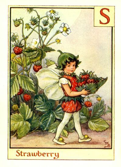 Strawberry Alphabet Letter S Flower Fairy Vintage Print, c.1940 Cicely Mary…                                                                                                                                                                                 More Picking Strawberries, Flower Fairies Books, The Letter S, 동화 삽화, Strawberry Flower, Fairy Illustration, Fairy Pictures, Cicely Mary Barker, Vintage Fairies