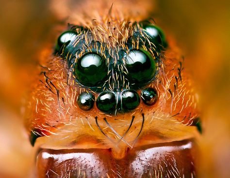 Eyes of Ground wolf-spider (Trochosa terricola) by Lukjonis Spider Unit, Animal Close Up, Spider Face, Big Spiders, Wolf Spider, Full Size Photo, Body Shots, Monster Concept Art, Arthropods