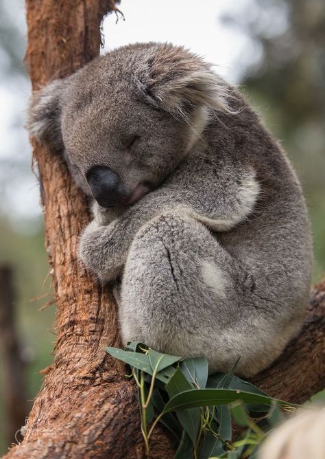 adorable aussie animals | Best 25+ Koalas ideas on Pinterest | Baby koala, Koala ... | Cute animals, Cute baby animals, Koala Animal Pins, Baby Koala, Koala Baby, Lovely Creatures, Australian Animals, Bandana Bib, Nursery Wallpaper, Cute Animal Photos, Cute Creatures