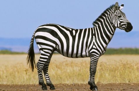 These Eight Traits Separate Mammals From Other Vertebrates: Hair and Fur African Animals Photography, Zebra Pictures, Plains Zebra, Different Types Of Animals, Zebra Art, Zebras Animal, Animal Groups, Types Of Animals, Rare Animals