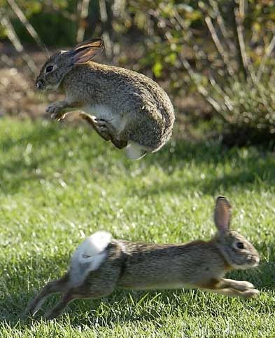 Rabbits playing leapfrog! Mandy's Place Rabbit Facts, Rabbit Stuff, Wild Rabbit, Worlds Finest, Jack Rabbit, Sweet Animals, Animal Photo, Funny Animal, Nature Animals