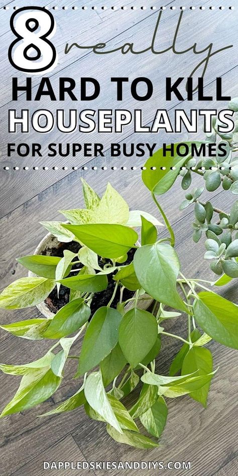 Hardy House Plants, Best Low Maintenance House Plants, Plants That Are Hard To Kill, Easy To Grow House Plants, Low Light Hanging Indoor Plants, Low Humidity House Plants, Hard To Kill House Plants, Easiest House Plants To Keep Alive, Pothos Plant Decor Ideas