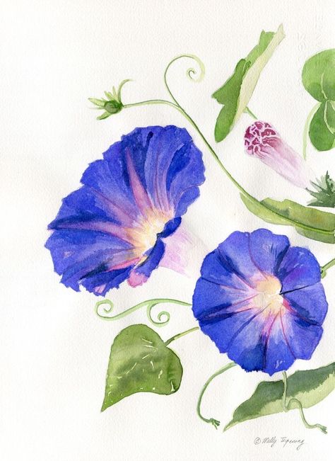 Morning Glory Flowers, Fall Canvas Painting, Floral Watercolor Paintings, Diy Watercolor Painting, Watercolour Inspiration, Watercolor Flower Art, Watercolor Painting Techniques, Simple Acrylic Paintings, Watercolor Flowers Paintings