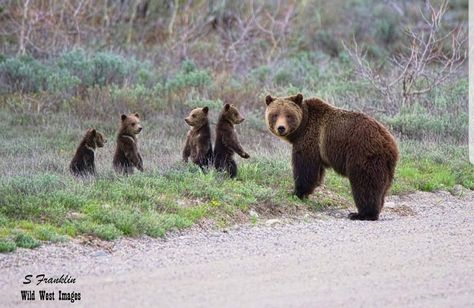 Grizzly 399, Male Bear, Mother Bear, Brown Bears, Bird Dogs, Hunting Season, Grizzly Bear, Brown Bear, Fun To Be One