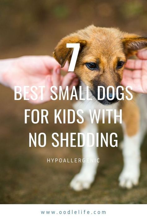 7 Best Small Dogs for Kids No Shedding! Toy Dogs Breeds, No Shedding Dogs Breeds, Small Breed Dogs That Dont Shed, Best Family Dogs That Dont Shed, Best Dog Breeds For Families, Dogs That Dont Shed, Small Dog Breeds Low Maintenance, Little Dogs That Stay Small, Non Shedding Dog Breeds Small