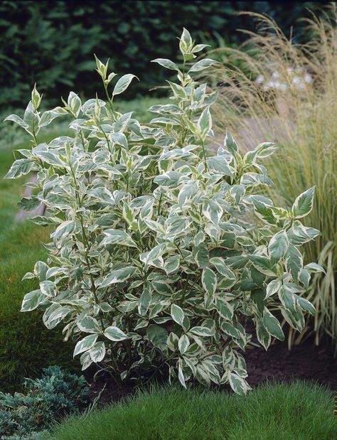 Ivory Halo Dogwood, Dogwood Shrub, Cornus Alba, Red Dogwood, Gardening Humor, Dogwood Trees, Garden Types, Variegated Plants, Evergreen Shrubs