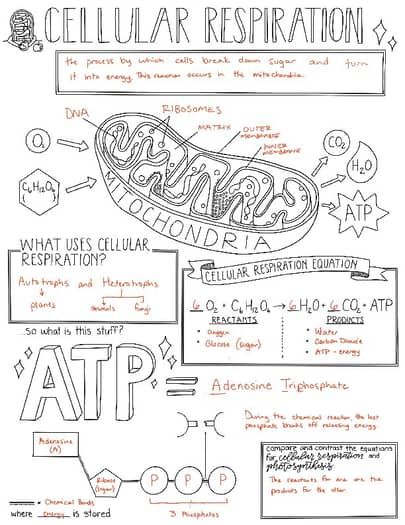 Basic Cellular Respiration Sketch Notes by Creativity Meets Cognition Cellular Transport Notes, Cellular Respiration Poster, Cellular Respiration Notes, Life Science Notes, Cellular Respiration And Photosynthesis, Cell Biology Notes, Vet School Motivation, Anatomy Notes, Learn Biology