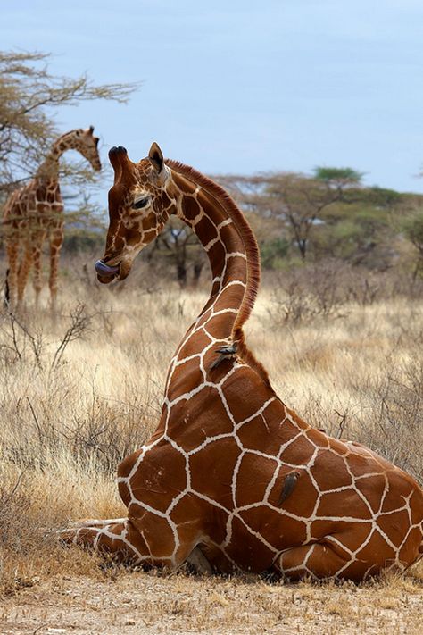 Giraffe Sitting, Giraffe Photos, Giraffe Pictures, African Giraffe, Wild Creatures, Types Of Animals, African Wildlife, African Animals, African Safari