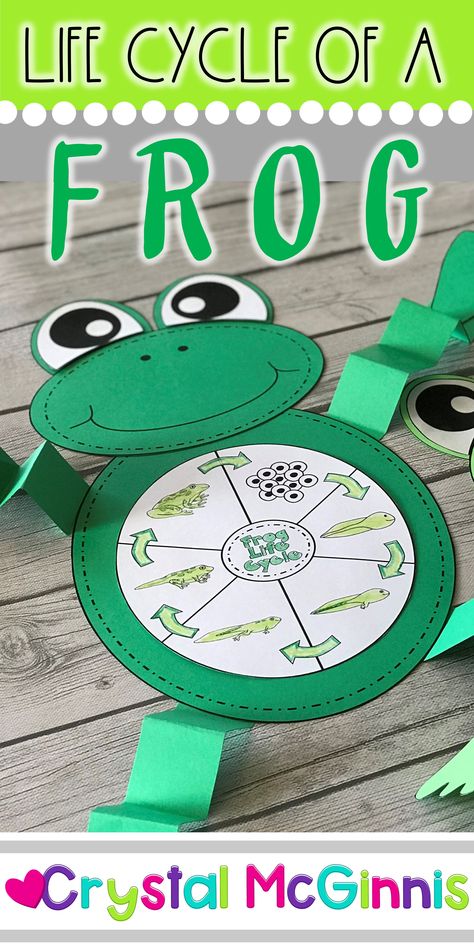 Tadpole Life Cycle, Frog Crafts Preschool, Frog Life Cycle Craft, Frog Life Cycle Activities, Spring Science Activities, Life Cycle Of A Frog, Frog Craft, Frog Activities, Frog Life Cycle