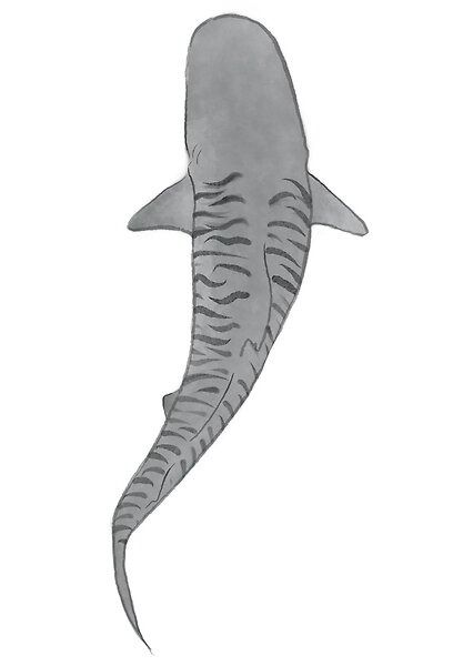 Watercolor sketch of an above view of a tiger shark. Tiger Shark From Above, Shark Drawing From Above, Tiger Shark Painting, Tiger Shark Art, Zebra Shark Drawing, Tiger Shark Photography, Drawings Of Sharks, Sharks Sketch, Shark Top View