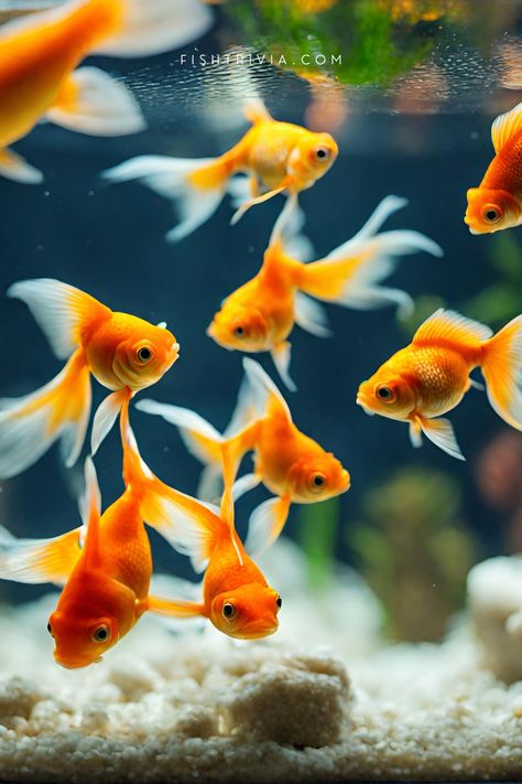 Here are the best plants to keep in your goldfish tank. Goldfish Tank Setup, Goldfish Species, Cute Goldfish, Goldfish Plant, Goldfish Aquarium, Goldfish Tank, Parrot Feather, Goldfish Bowl, Floating Plants