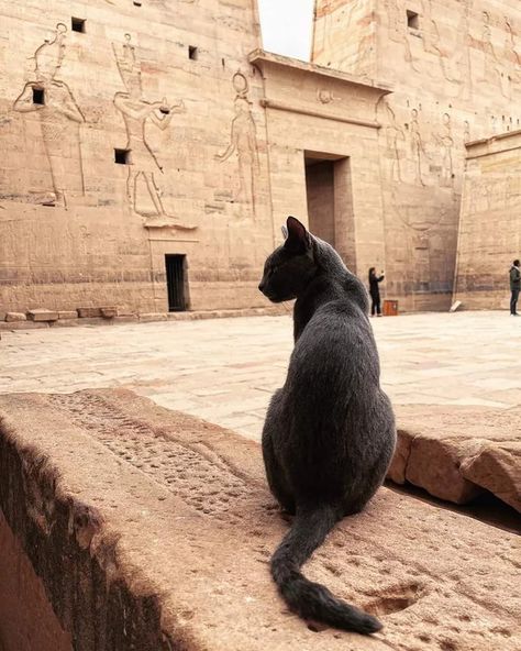 Cat at the Temple of Philae, Egypt Cat Egyptian, Egyptian Mau Cat, Ancient Egypt Aesthetic, Mau Cat, Egypt Cat, Batman Comic Wallpaper, Egypt Aesthetic, Egyptian Temple, Egyptian Mau