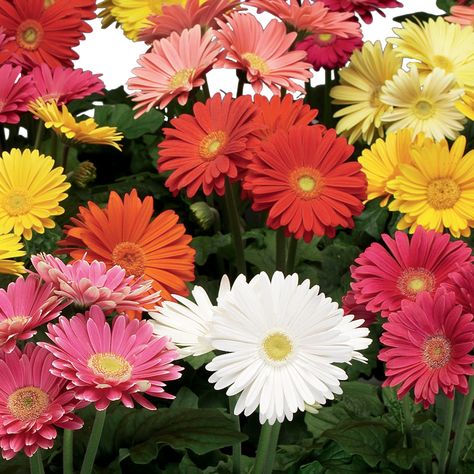 EZdazy™ Mix - Gerbera jamesonii Gerbera Plant, Gerbera Jamesonii, I Love You Balloons, Herbaceous Border, Proven Winners, Happy Birthday Balloons, Gerbera Daisy, Birthday Card Printable, Happy Flowers