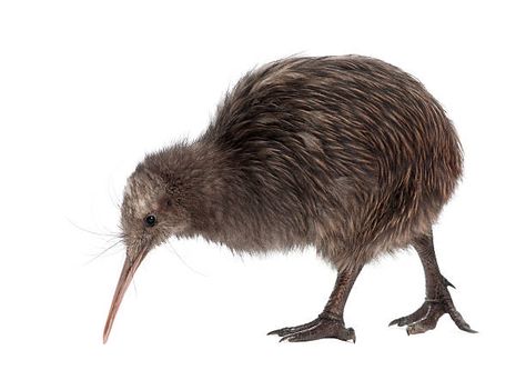 New Zealand Wildlife, Bird Costume, Kiwi Bird, Flightless Bird, Baby Chickens, Download Image, Birds Tattoo, Bird Drawings, Photo Download