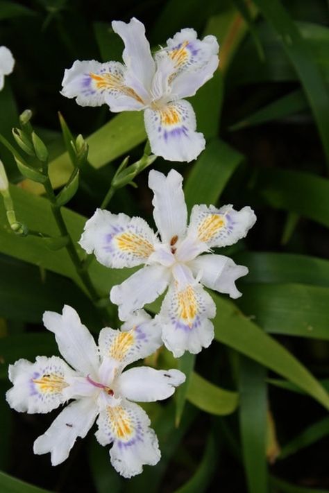 Iris for Sale | Japanese Iris | Iris unguicularis | Iris pseudata Japanese Evergreen, Dry Shade Plants, Japanese Iris, Shade Tolerant Plants, Shade Loving Perennials, Best Perennials, Cottage Garden Plants, Shade Perennials, Woodland Garden