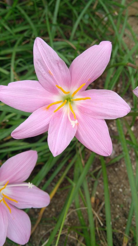 Zephyranthes rosea, commonly known as the Cuban zephyrlily, rosy rain lily, rose fairy lily, rose zephyr lily or the pink rain lily, is a species of rain lily native to Peru and Colombia.   Family:Amaryllidaceae,Subfamily:Amaryllidoideae,Genus:Zephyranthes,Species: Z. rosea Fairy Lily, Lily Aesthetic, Rain Lily, Pink Rain, Rose Fairy, Backyard Flowers, Lily Plants, Flowering Plants, Backyard Garden Design