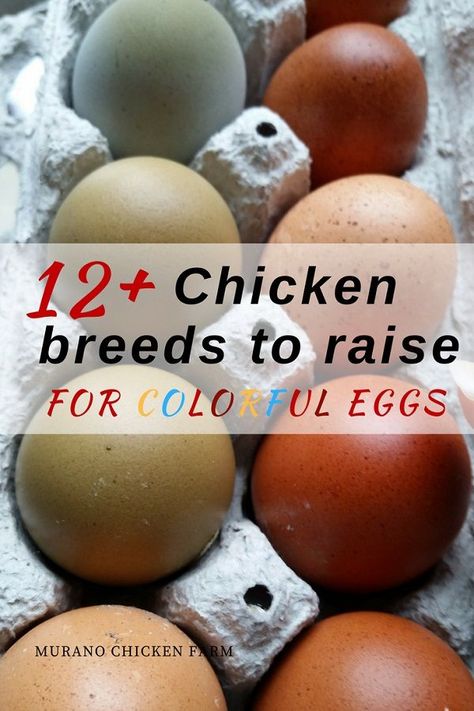 Chickens Breeds, Chicken Breeds For Eggs, What To Feed Chickens, Chicken Egg Colors, Basket Of Eggs, Laying Chickens, Types Of Chickens, Colored Eggs, Urban Chickens