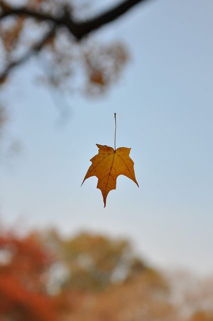 Through space.  Suspended in a single strand of a spider web. Belle Nature, Fabulous Fall, Seasons Of The Year, Autumn Beauty, Best Seasons, Autumn Aesthetic, Autumn Photography, Happy Fall, Autumn Inspiration