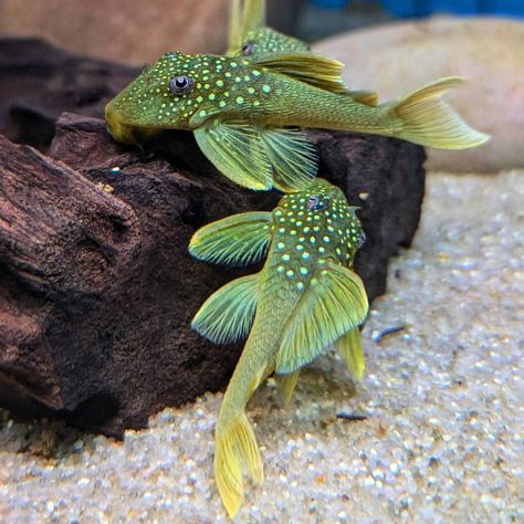 There are too many fish I want and not enough tanks in my house!!! . That will be all sorted once the garage is built as long as it doesn't throw up anymore structural issues! . A group of these Green phantom plecos will definitely be on the shortlist for a new aquarium! . . . . . #pleco #aquarium #fishtank #fish #l #aquariumhobby #tropicalfish #aquascape #plecostomus #cichlid #freshwateraquarium #monsterfish #cichlids #freshwaterfish #plecos #freshwater #plecosofinstagram #fishkeeping #aqua... Pleco Aquarium, Pleco Fish, Saltwater Aquarium Fish, Pond Fish, Pretty Fish, Monster Fishing, Undersea World, Freshwater Aquarium Fish, Jelly Fish