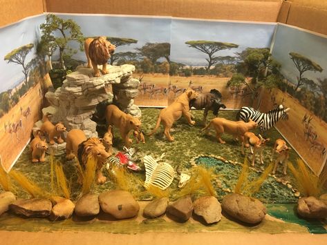 The final results of my son's lion habitat diorama project. Savanna Ecosystem Project, Lion Habitat Project For Kids, Zoo Diorama Project, Lion Diaroma, Lion Diorama Habitat, Grassland Habitat Diorama, Elephant Habitat Project, Cheetah Diorama For Kids, Elephant Diorama Project