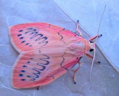 Astor Fiax Poodle Moth, Pink Moth, Cute Moth, Cool Insects, Cool Bugs, Moth Art, Beautiful Bugs, Creepy Crawlies, Arthropods