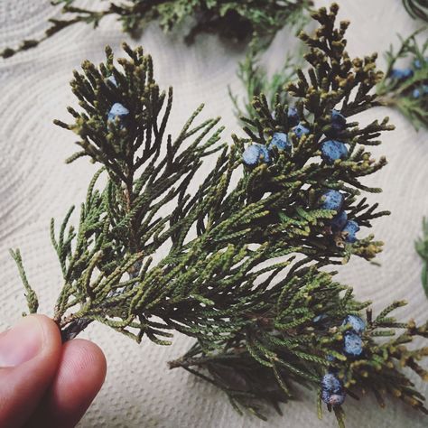 Dried juniper ( Juniperus virginiana ) twig with ripe berries. Recipes With Juniper Berries, Juniperus Virginiana, Juniper Berries, Juniper Properties, Juniper Berries Medicinal, Juniper Bush, Juniper Plant, Juniperus Communis, How To Cook Corn