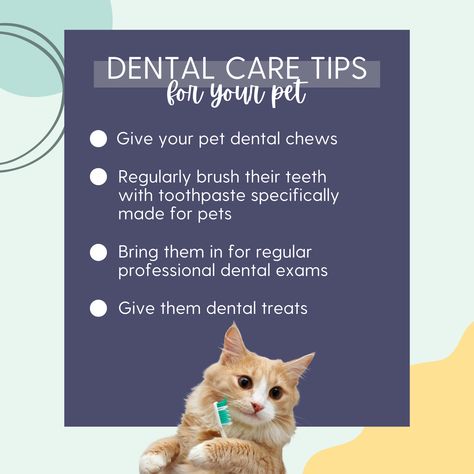 15 Awesome Veterinary Marketing Ideas For February 2022 Veterinary Social Media Posts, Vet Clinic Ideas, Veterinary Social Media, Veterinary Marketing, Vets Office, Social Media Inspiration, Pet Dental Health Month, Cat Behaviour, Dental Health Month