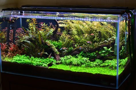 Low Tech Tank Show-and-Tell (low tech can be lush, too! =) - Page 130 - The Planted Tank Forum Underwater Aquarium, Aqua Scaping, Freshwater Plants, Fish Tank Themes, Neon Tetra, Fish Tank Lights, Fresh Water Fish Tank, Aquarium Setup, Planted Tank