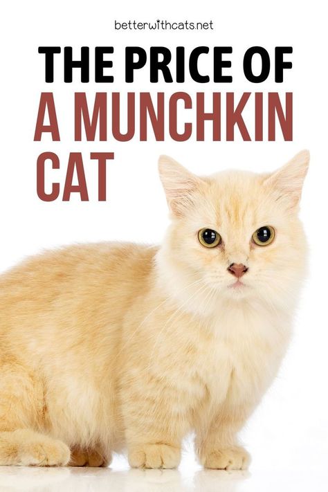 How much does a Munchkin cat cost? Find out through this in-depth guide all the possible expenses of a Munchkin cat! Animal Cell Model, Animal Crossing Hair, Singapura Cat, Cat Brown, Munchkin Kitten, Turkish Angora Cat, Angora Cats, Birman Cat, Cats Pictures