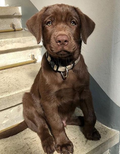 Baby Chocolate Lab, Chocolate Labs Puppy, Chocolate Lab Puppy Names, Chocolate Lab Names, Chocolate Lab Dog, Brown Lab, Chocolate Lab Puppy, Cute Lab Puppies, Big Dogs Breeds