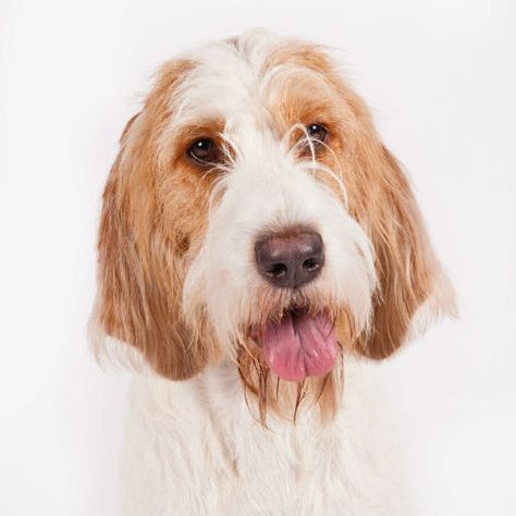 6 Facts About the Grand Basset Griffon Vendeen Dog Breed Grand Basset Griffon Vendeen, Basset Griffon Vendeen, Basset Griffon, 10 Fun Facts, Animal References, The Loyal, The Fox And The Hound, Rare Breed, Header Image