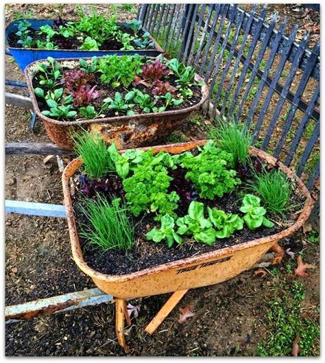 Two Men and a Little Farm: WHEELBARROW GARDEN, INSPIRATION THURSDAY Raised Veggie Gardens, Recycled Garden Planters, Raised Garden Bed Plans, Wheelbarrow Garden, Wheelbarrows, Garden Waterfall, Diy Raised Garden, Raised Garden Beds Diy, Recycled Garden