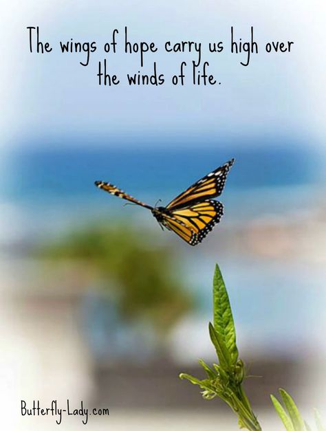 The Wings of Hope Wings Quotes, About Butterflies, Butterfly Inspiration, Life Tumblr, Freedom Quotes, Butterfly Quotes, Fina Ord, A Course In Miracles, Quotes About Life