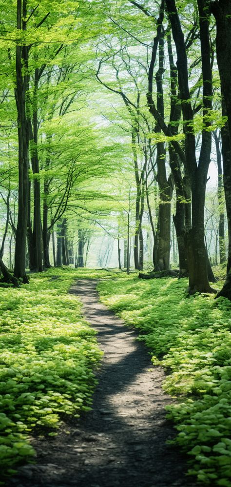 Forest wallpaper midday in spring season with no human presence Spring Forest Aesthetic, Wool Painting, Spring Forest, Spring Wallpaper, Forest Wallpaper, Forest Landscape, Landscape Ideas, Wallpaper Ideas, Spring Season