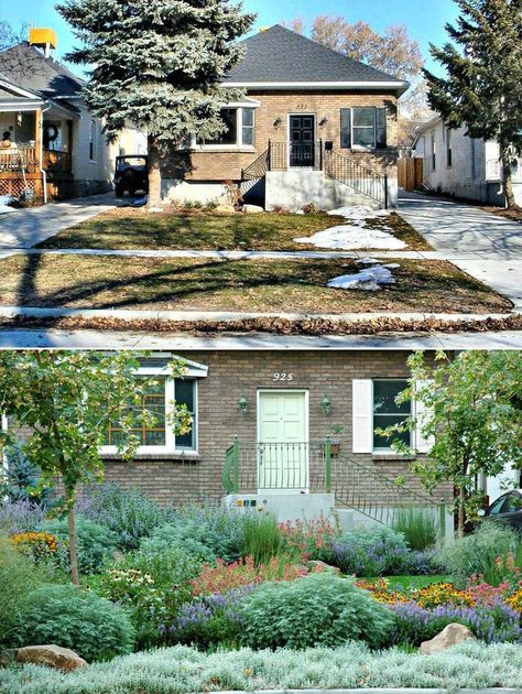 Bungalow Landscaping, Sidewalk Landscaping, Xeriscape Front Yard, Native Plant Landscape, Xeriscape Landscaping, Front Yards Curb Appeal, Lawn Alternatives, Prairie Garden, Front Yard Garden Design