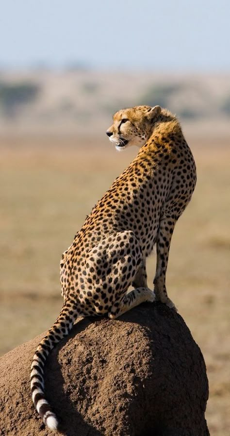 Cheetah Reference Photo, Leopard Reference Photo, Big Cat Reference Photo, Wild Cats Photography, Cheetah Reference, Cheetahs Animal, Leopard Photos, Cheetah Images, Cheetah Photography