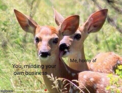 Memes Mean, Memes Dirty, Funny Animals With Captions, Dirty Memes, Minding Your Own Business, Can't Stop Laughing, Relationship Memes, Know Your Meme, Best Memes