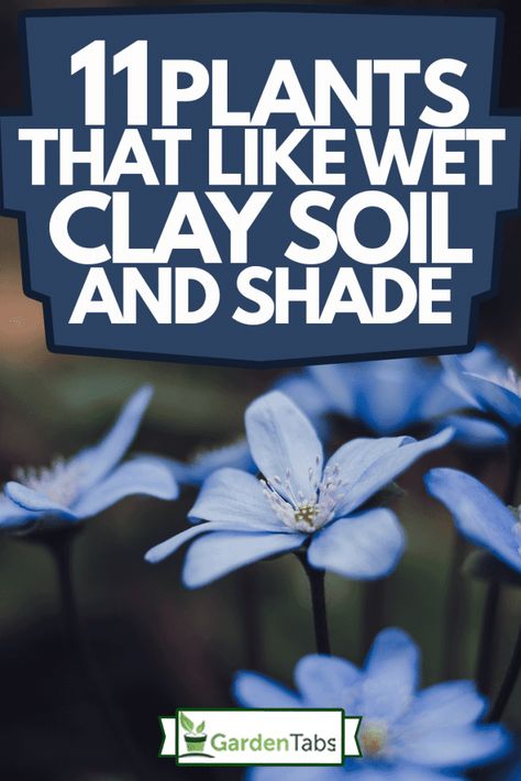 Shade Gardening Ideas, Ground Cover For Clay Soil, Shady Wet Garden Ideas, Clay Loving Plants, Shade Rain Garden, Plants That Grow Well In Clay Soil, Plants For The Shade, Full Shade Garden Plants, Yard Ideas Where Grass Wont Grow