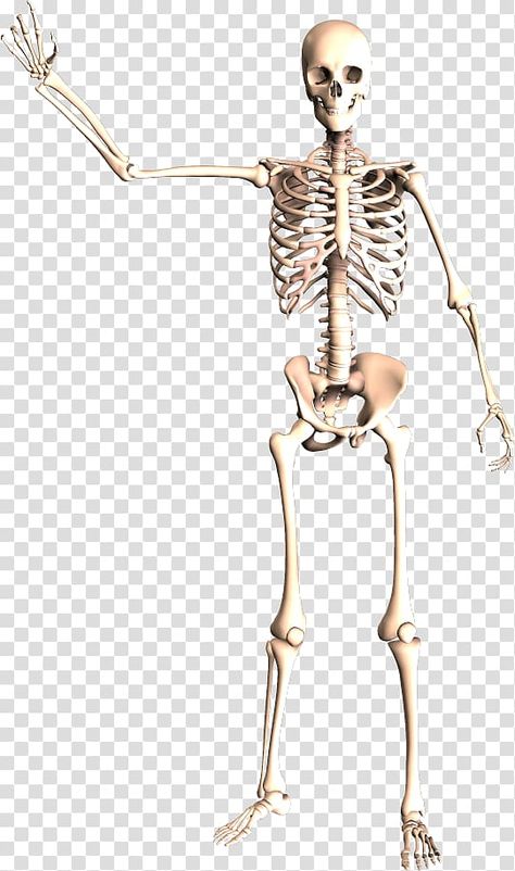 Anatomy Background, Body Anatomy Organs, Human Body Organ System, Human Body Bones, Skeleton Transparent, Skeleton Poses, Skeletal System Anatomy, Human Body Muscles, Human Muscular System