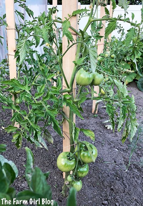 Stake Tomato Plants, Tomato Plant Trellis, Staking Tomatoes, Staking Tomato Plants, Tomato Stakes, Tomato Support, Growing Tomato, Pea Trellis, Cherry Tomato Plant