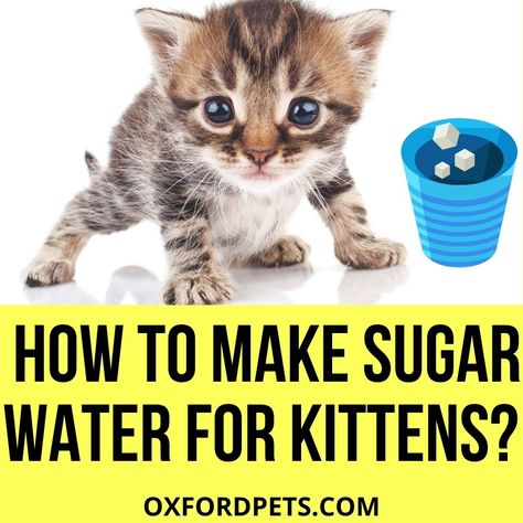 Sugar water is a great solution for kittens who are not feeding well or have fading kitten syndrome. Feeding Kittens, Pet Rodents, Cat Drinking, Cat Help, Veterinary Clinic, Baby Kittens, Animal Behavior, Animal Facts, Exotic Pets