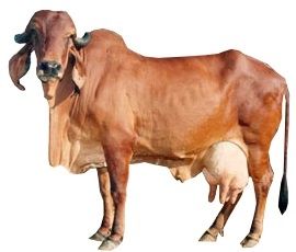 Bacillus Anthracis, Gir Cow, Animals Sculpture, Female Cow, Best Time To Eat, Cow Photos, Mammary Gland, Dairy Cattle, Animal Husbandry