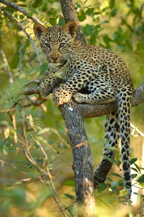 Leopard Cub in Tree Leopard Cub, Gato Grande, Camera Angles, Baby Leopard, Game Reserve, African Wildlife, Cheetahs, Large Cats, Big Cat