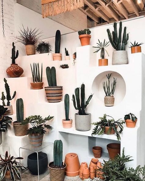 What do you know about the magical world of cacti? Such an interesting shape they have! Here get to know your cactus better. #cactus #cactuslife #cacti #plantinfo Indoor Cactus Plants, Apartment Design Ideas, Kaktus Dan Sukulen, Cactus House Plants, Indoor Cactus, Cactus Planta, نباتات منزلية, Cactus Decor, Indoor Gardens